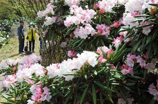 宇都宮さん方の裏山で美しく咲いているシャクナゲ＝南小国町