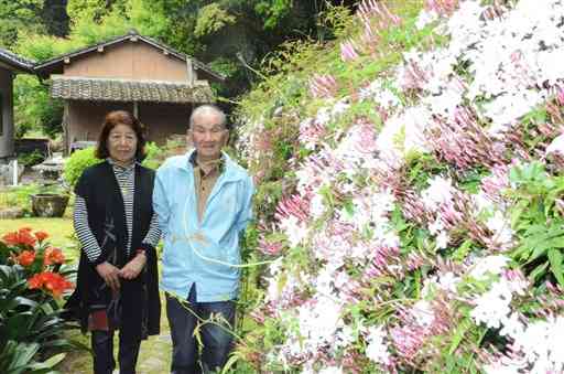 石田保秀さん、幸美さん夫妻が丹精込めた庭で咲き誇るジャスミン＝天草市