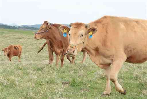 広々とした草原に放たれた牛たち＝２２日午前、阿蘇市の跡ケ瀬牧野
