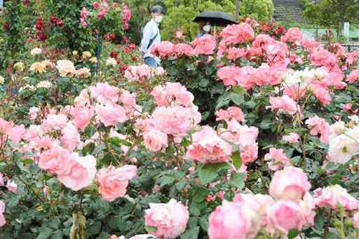 エコパーク水俣バラ園に咲く８００種５千株の色とりどりバラ。来園者は雨にぬれた花を観賞していた＝水俣市