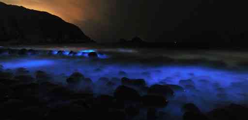 魚貫崎海水浴場で幻想的な青白い光を放つ夜光虫＝天草市（２３秒露光）