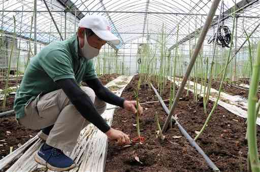 グリーンアスパラガスを収穫する井上誠さん。「アスパラ栽培は奥が深く、毎年が１年生のような気持ち」と言う＝玉名市天水町