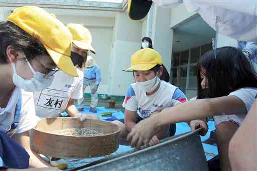 ふるいを動かして菜種を集める水俣第一小の児童たち＝水俣市