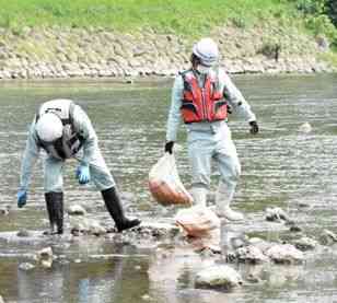 白川に漂着したニンジンを回収する作業員ら＝２２日、熊本市中央区の安巳橋付近