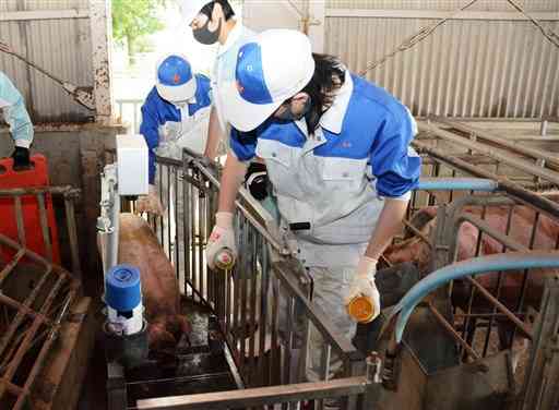 アニマルウェルフェアの理念に基づき豚の飼育に取り組んでいる阿蘇中央高農業食品科の生徒たち＝阿蘇市