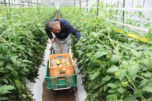 ハウスで大玉トマトの生育状況をチェックする小栁英隆さん。出荷は１１月まで続く＝阿蘇市三久保