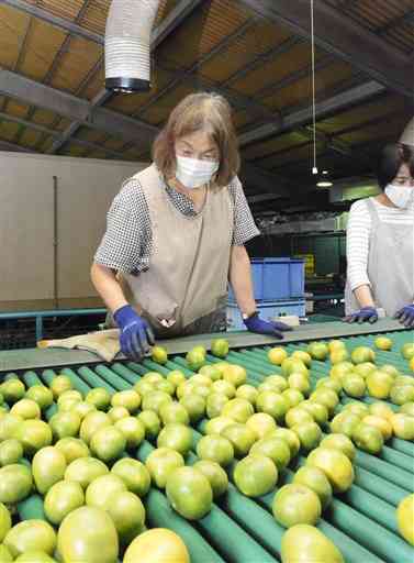 出荷の最盛期を迎え、選果作業が進むハウスミカン＝熊本市北区