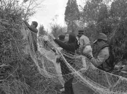 小学校のウサギ狩りで網を仕掛ける光景＝１９７２年、旧泗水町の山野