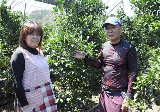 デコポンのビニールハウス内に立つ釜富秀さん（右）と重美さん。来年の収穫に向けて、摘果や枝つりの作業に汗を流す＝芦北町