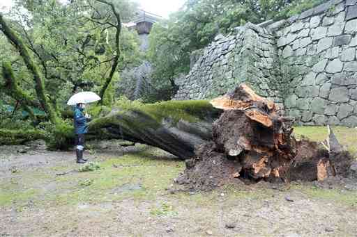 大雨の影響で倒れたとみられる熊本城竹の丸のエノキ＝１３日午後０時半ごろ、熊本市中央区