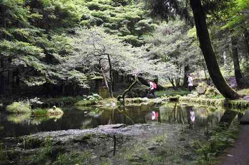 うっそうとした森の中にある山吹水源の湧水池。鏡のような水面には、人の歩く姿も映っていた