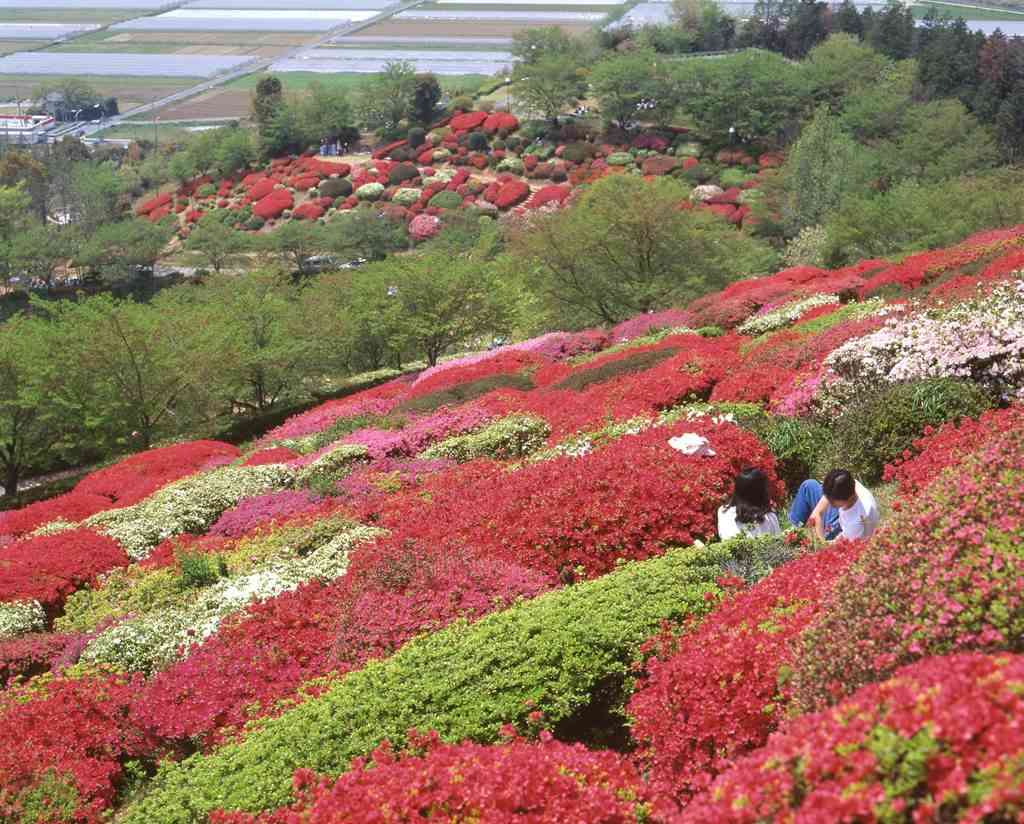 日輪寺公園 ツツジ咲く丘 熊本日日新聞社