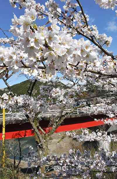 市房ダム湖畔を彩る１万本桜。筆者が中学生のころに植樹が始まった