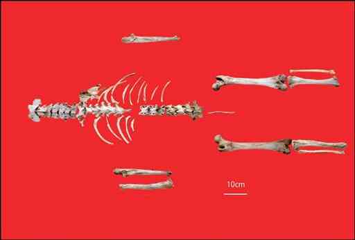 ２０１４年に八代市泉町の洞穴で発見されたツキノワグマの骨。１９７６年に採取された頭骨と同じ個体の可能性が高いという（提供写真）