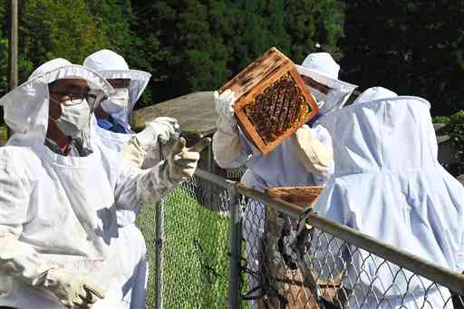 巣箱の最上段を切り離して蜂蜜を採取する矢部高の生徒たち＝山都町