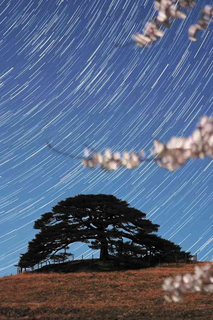 月明かりの中、丘の上の唐傘松に降る星々＝２０秒露出の９９枚を比較明合成