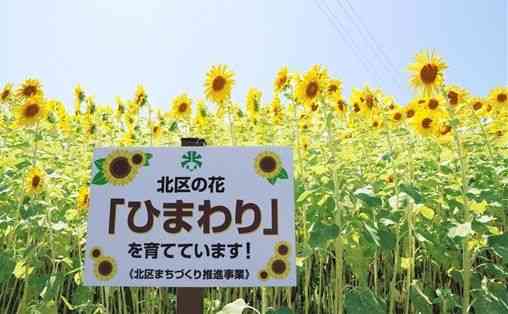 熊本市北区の「花」として親しまれるヒマワリ＝同区の菱形校区（同区役所提供）