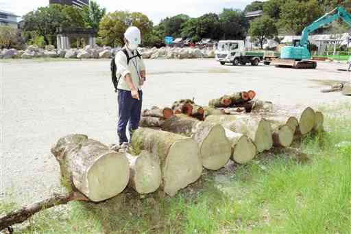 ８月１３日に倒れたエノキの枝の一部。今後、木工品として使われる可能性を考慮し、野積みで乾燥させている＝熊本市中央区