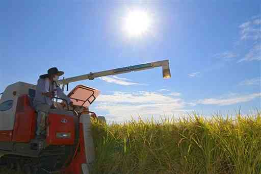 強い日差しが照り付ける中、稲刈りをする農家＝９日午後２時４５分ごろ、熊本市南区（小野宏明）
