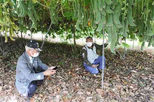 ムクナ豆の栽培園を見学する田主丸薬草研究会のメンバー＝宇城市