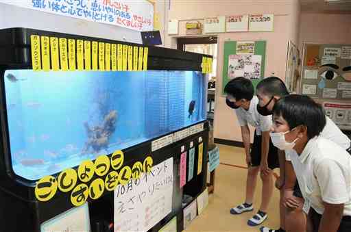 「御所っ子水族館」の魚たちを眺める御所浦小の児童＝天草市