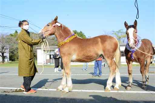 グランドチャンピオンに輝いた笹原憲治さんが出品した雌馬「友紀」＝大津町