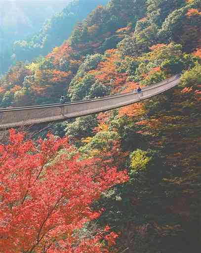 紅葉した木々に彩られた梅の木轟公園のつり橋＝４日午後、八代市泉町