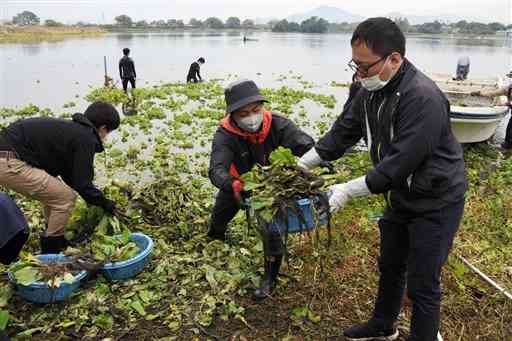 下江津湖で外来の水草を取り除く市民＝熊本市東区