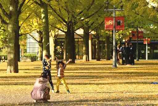 黄色く色付いた県庁のイチョウ並木で記念撮影する人たち＝７日午後、熊本市中央区（石本智）