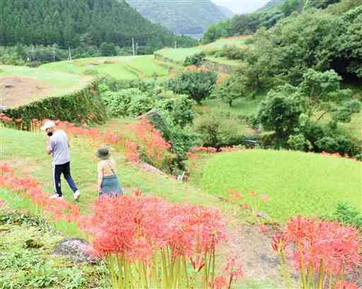 ヒガンバナの見頃を迎えた９月下旬の山鹿市番所地区の棚田