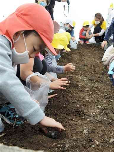 「たねダンゴ」を植え付ける坪井幼稚園の園児ら＝熊本市北区