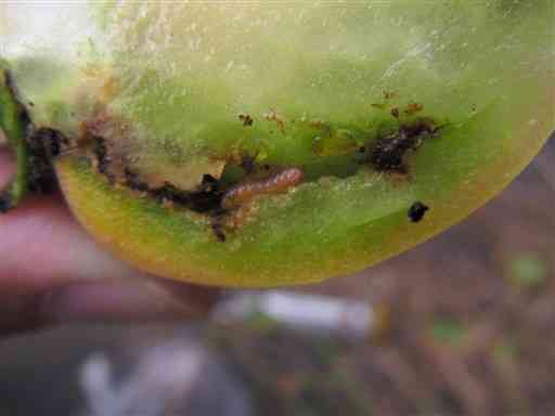 トマトの実に寄生したトマトキバガの幼虫（県病害虫防除所提供）