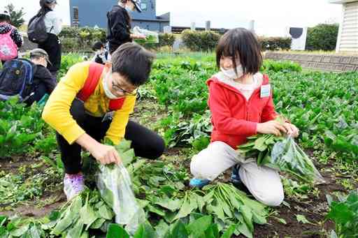 ホウレンソウを収穫する児童＝熊本市西区