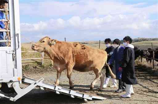 狩尾牧野に預けていた牛をトラックへと誘導する畜産農家ら＝阿蘇市
