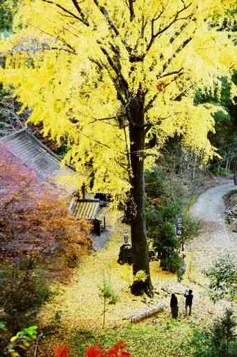 イチョウの落ち葉が黄色いじゅうたんのように広がっている康平寺の境内＝山鹿市