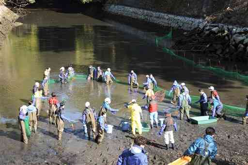 熊本城の「備前堀」内の生物を捕獲するため、網で追い込む熊本市職員ら＝同市中央区