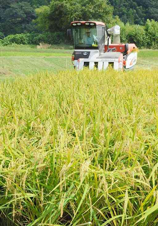 たわわに実った稲を収穫する農家。コロナ禍の需要低迷で、コメの価格は全国的に下落した＝１０月８日、山鹿市