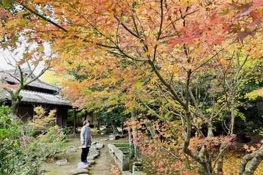 見頃を迎えた上田家庄屋屋敷のモミジ＝天草市