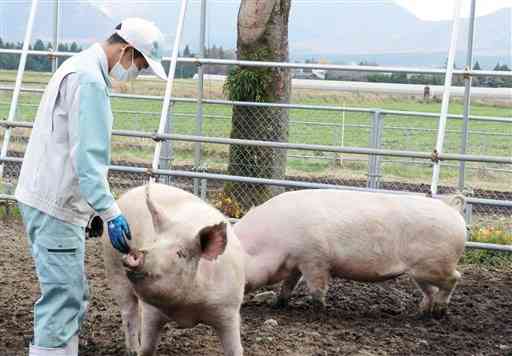 放牧場でのびのびと過ごす母豚を世話する生徒＝阿蘇市