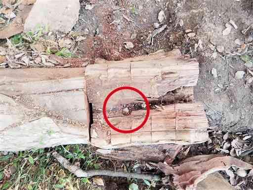 折れたクスノキの枝内部から見つかった西南戦争時の銃弾（円内、熊本市文化財課提供）