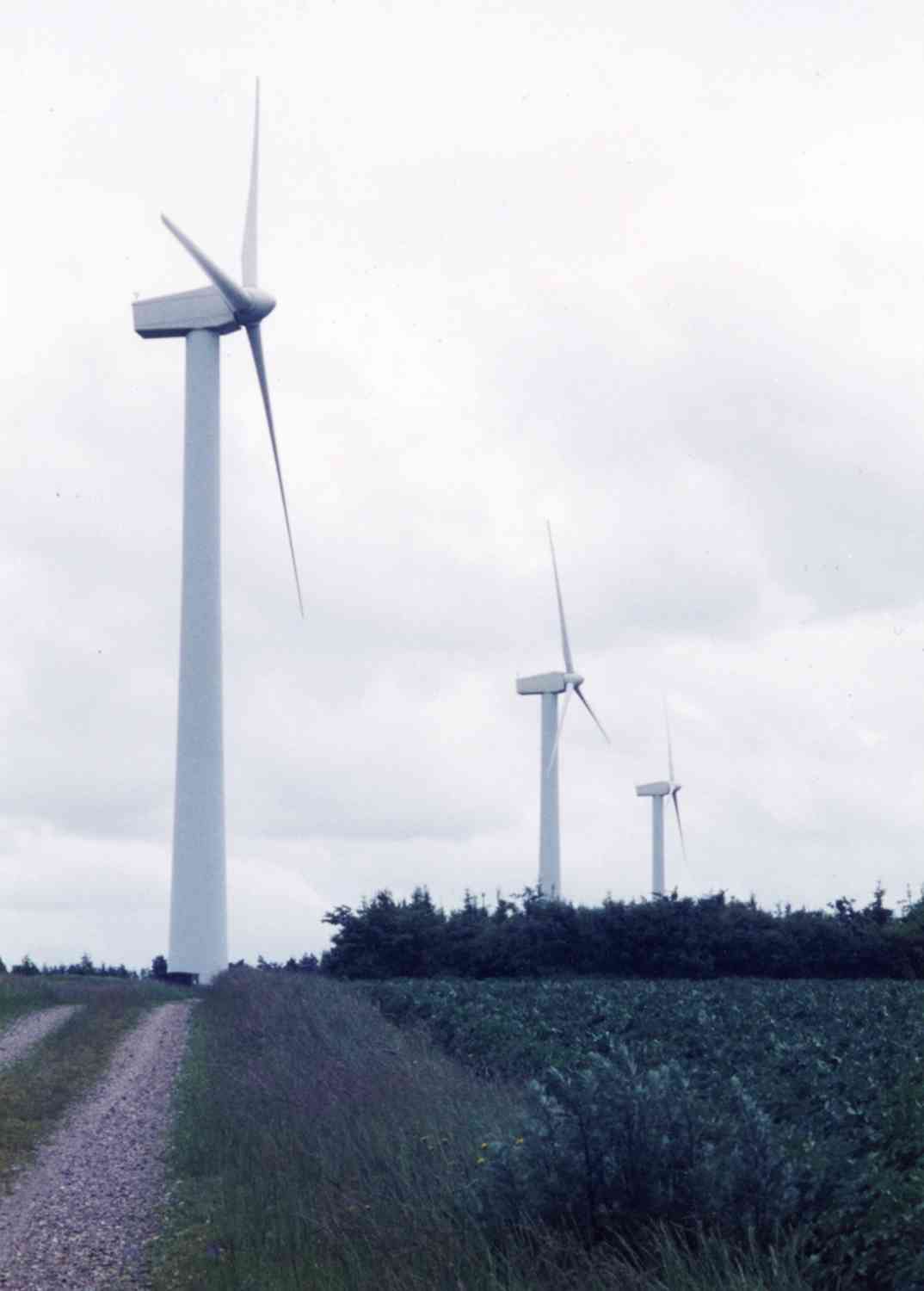 デンマークの麦畑に並ぶ風力発電の風車＝１９９９年７月