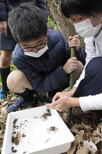 上江津湖に生息する生物を観察する砂取小の５年生＝熊本市中央区