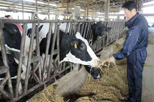 飼育する乳牛に餌を与える酪農家の森浩一郎さん。１日２回、約１００頭から搾乳している＝２２日、菊池市