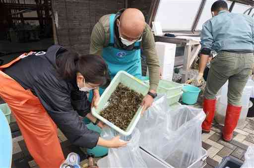 熊本県水産研究センターに預けていたタイラギの稚貝を持ち帰るため、袋に詰める福岡、佐賀、長崎県の職員ら＝昨年１２月２１日、上天草市