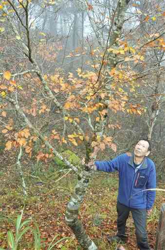 九州山地の国有林に植えた、種から育てたブナを見上げる「ブナの森を育てる会」会長の西村秋二さん＝八代市