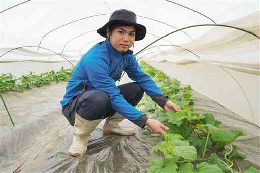 メロンの苗の生育状況を確認する霍田匡史さん＝菊池市