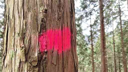 登山道の木にピンク色の蛍光スプレーで吹き付けられたマーキング＝八代市（小野さん提供）