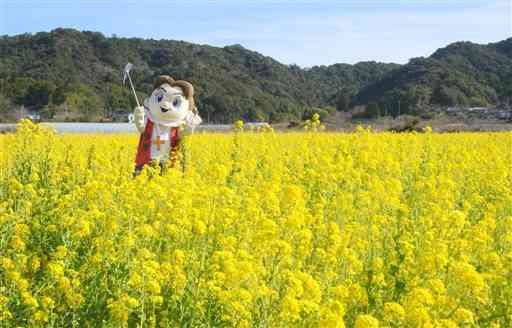 菜の花に囲まれて自撮りをする「上天草四郎くん」＝上天草市