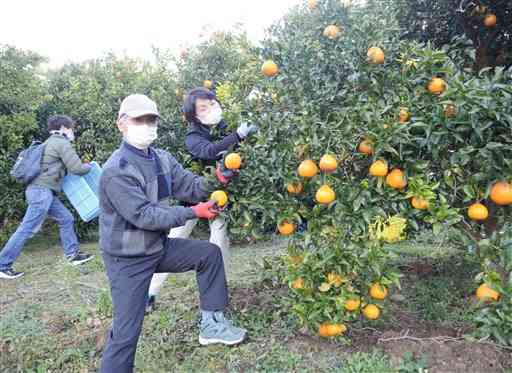 不知火（デコポン）の収穫を楽しむ「みかんの樹オーナー」たち＝上天草市