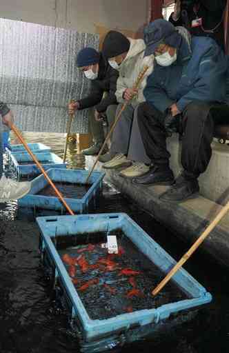 金魚とコイの初競りで品定めする人たち＝長洲町